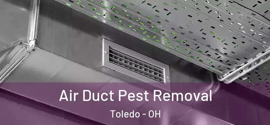 Air Duct Pest Removal Toledo - OH